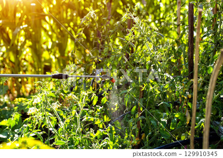 Modern telescopic rod sprayer at the dacha with chemicals tomatoes to destroy parasites and late blight. Copy space for text, harvest 129910345