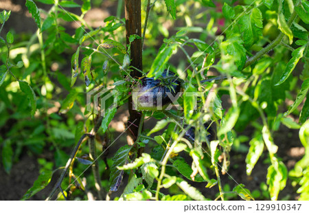 Black tomato fruits on green bushes. Tomato variety, close-up Black tomato fruits on green bushes. Tomato variety, close-up 129910347