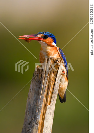 Malachite kingfisher on split post holding insect 129910358