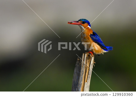 Malachite kingfisher on split post in profile 129910360