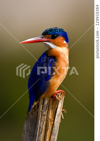 Malachite kingfisher on split post looking back Malachite kingfisher on split post looking back 129910364