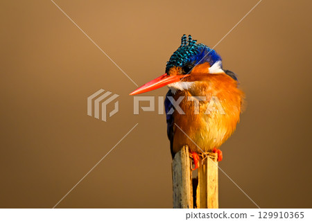 Malachite kingfisher on split post looking down 129910365
