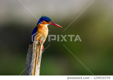Malachite kingfisher on split post looks down 129910370
