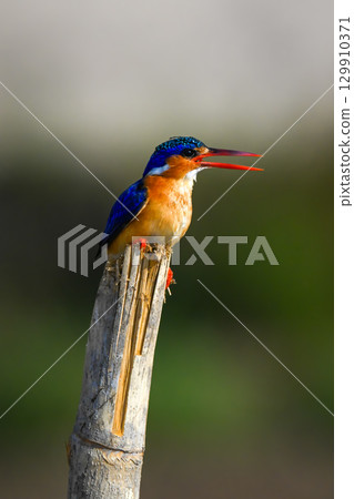 Malachite kingfisher on split post opening beak 129910371