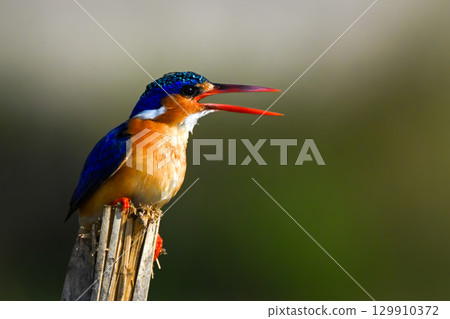 Malachite kingfisher on split post opens beak 129910372