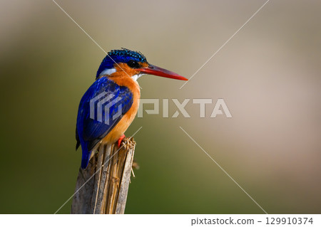 Malachite kingfisher on split post staring down 129910374