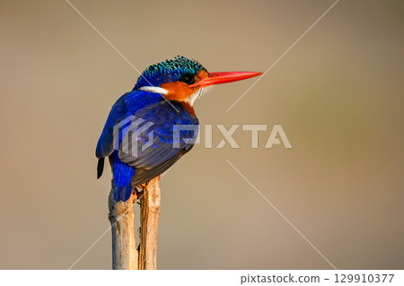 Malachite kingfisher on split post staring up 129910377