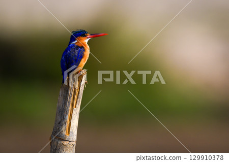 Malachite kingfisher on split post staring upward 129910378