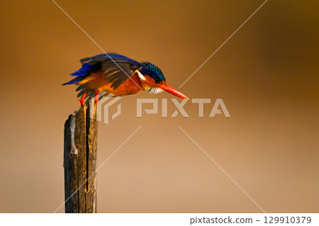 Malachite kingfisher on split post takes off Malachite kingfisher on split post takes off 129910379
