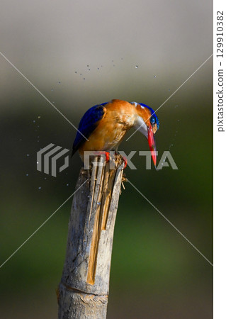 Malachite kingfisher on split post twists head 129910382
