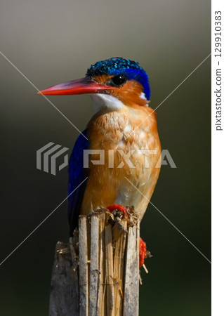Malachite kingfisher on split post watching camera 129910383