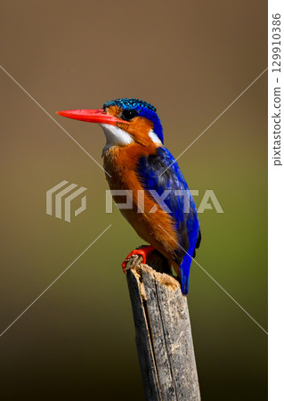 Malachite kingfisher on tilting post with catchlight 129910386