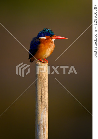 Malachite kingfisher on wood pole faces right 129910387
