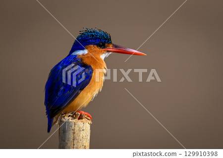Malachite kingfisher on wood post facing right 129910398