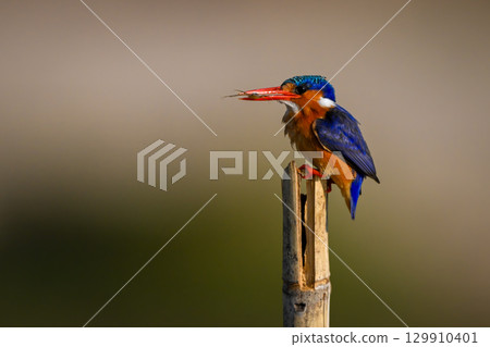 Malachite kingfisher on wood post holding bug 129910401