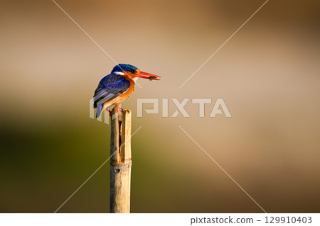 Malachite kingfisher on wood post holds insect Malachite kingfisher on wood post holds insect 129910403