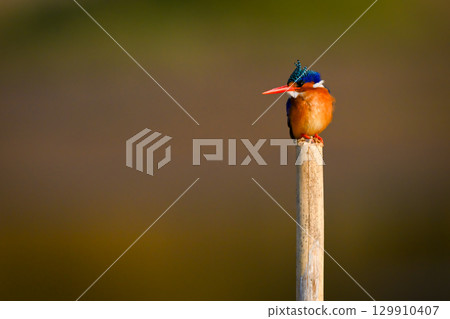 Malachite kingfisher on wood post looking down 129910407