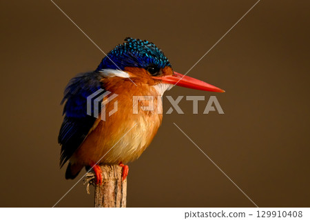 Malachite kingfisher on wood post looking right 129910408