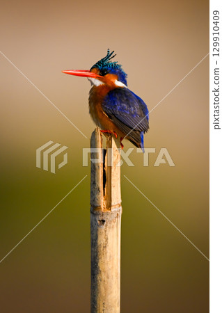 Malachite kingfisher on wood post looking up 129910409