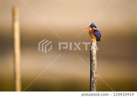 Malachite kingfisher on wood post near another 129910414