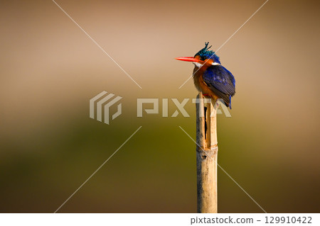 Malachite kingfisher on wood post staring up 129910422