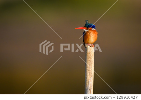 Malachite kingfisher on wood post turns head 129910427