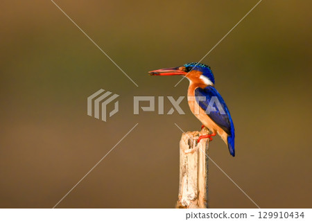 Malachite kingfisher on wooden post carrying grub 129910434