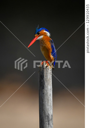 Malachite kingfisher on wooden post cocking head Malachite kingfisher on wooden post cocking head 129910435
