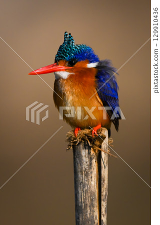 Malachite kingfisher on wooden post eyeing camera 129910436