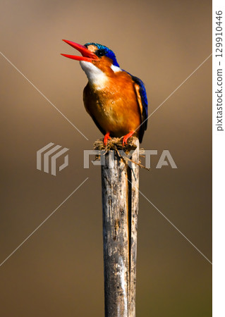 Malachite kingfisher on wooden post opening bill 129910446