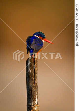 Malachite kingfisher on wooden post turning head 129910454