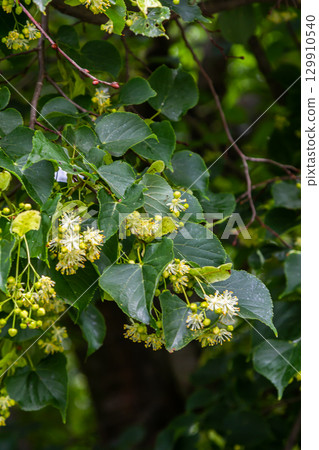 Linden, linden blossom with green leaves on a tree in summer Linden, linden blossom with green leaves on a tree in summer 129910540
