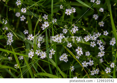 White blossoms of the longleaf bird's eye Stellaria longifolia White blossoms of the longleaf bird's eye Stellaria longifolia 129910542