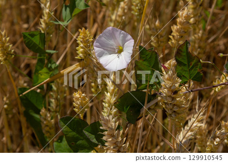 Field bindweed or Convolvulus arvensis European bindweed Creeping Jenny Possession vine herbaceous perennial plant with open and closed white flowers surrounded with dense green leaves 129910545
