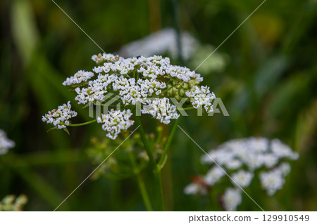 White Chaerophyllum aureum plant with smooth bokeh White Chaerophyllum aureum plant with smooth bokeh 129910549