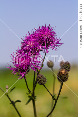 Centaurea scabiosa subsp. apiculata, Centaurea apiculata, Compositae. Wild plant shot in summer 129910553