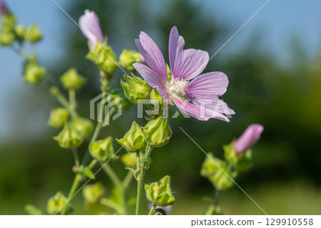Close-up of beautiful flowers in the sun in spring. Malva common. Malva sylvestris. Common mallow 129910558