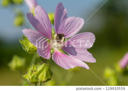Close-up of beautiful flowers in the sun in spring. Malva common. Malva sylvestris. Common mallow 129910559