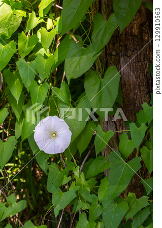 Field bindweed or Convolvulus arvensis European bindweed Creeping Jenny Possession vine herbaceous perennial plant with open and closed white flowers surrounded with dense green leaves Field bindweed or Convolvulus arvensis European bindweed Creeping Jenny Possession vine herbaceous perennial plant with open and closed white flowers surrounded with dense green leaves 129910563