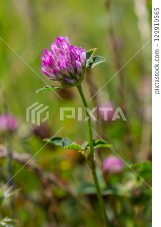 Wild red clover flower isolated Trifolium pratense, with green nature background 129910565