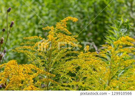Canadian goldenrod, cluster of small yellow flower heads, close up. Solidago canadensis or brendiae is an ornamental perennial herb, herbaceous flowering plant of the family Asteraceae, Compositae Canadian goldenrod, cluster of small yellow flower heads, close up. Solidago canadensis or brendiae is an ornamental perennial herb, herbaceous flowering plant of the family Asteraceae, Compositae 129910566