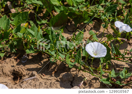 Field bindweed or Convolvulus arvensis European bindweed Creeping Jenny Possession vine herbaceous perennial plant with open and closed white flowers surrounded with dense green leaves Field bindweed or Convolvulus arvensis European bindweed Creeping Jenny Possession vine herbaceous perennial plant with open and closed white flowers surrounded with dense green leaves 129910567