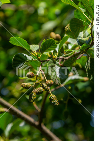 Green and brown alder cones, alder catkins and green leaves 129910572