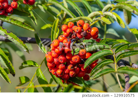 A bunch of red rowan berries on a tree 129910575