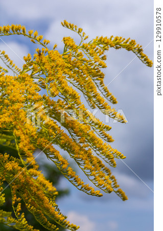 Canadian goldenrod, cluster of small yellow flower heads, close up. Solidago canadensis or brendiae is an ornamental perennial herb, herbaceous flowering plant of the family Asteraceae, Compositae 129910578