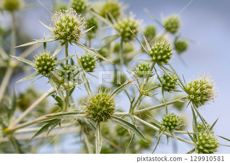 In the wild grows a thistle Eryngium Campestre, known as field eryngo. It is a species of Eryngium, which is used medicinally In the wild grows a thistle Eryngium Campestre, known as field eryngo. It is a species of Eryngium, which is used medicinally 129910581
