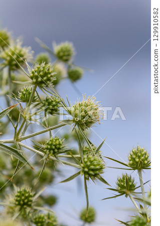 In the wild grows a thistle Eryngium Campestre, known as field eryngo. It is a species of Eryngium, which is used medicinally In the wild grows a thistle Eryngium Campestre, known as field eryngo. It is a species of Eryngium, which is used medicinally 129910582