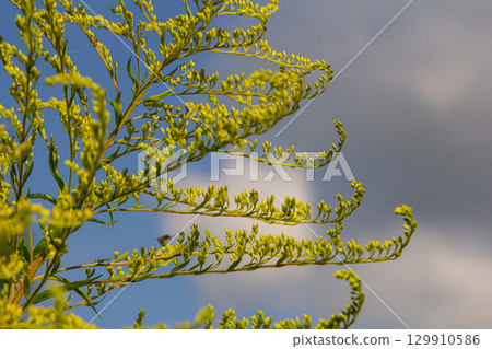 Canadian goldenrod, cluster of small yellow flower heads, close up. Solidago canadensis or brendiae is an ornamental perennial herb, herbaceous flowering plant of the family Asteraceae, Compositae Canadian goldenrod, cluster of small yellow flower heads, close up. Solidago canadensis or brendiae is an ornamental perennial herb, herbaceous flowering plant of the family Asteraceae, Compositae 129910586