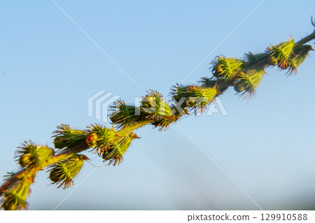 Common agrimony seeds, Latin name Agrimonia eupatoria 129910588