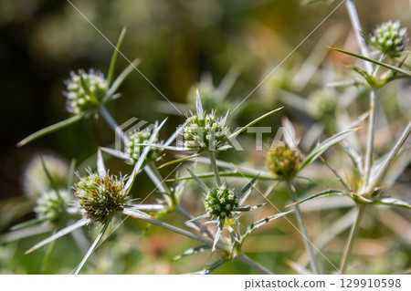In the wild grows a thistle Eryngium Campestre, known as field eryngo. It is a species of Eryngium, which is used medicinally In the wild grows a thistle Eryngium Campestre, known as field eryngo. It is a species of Eryngium, which is used medicinally 129910598